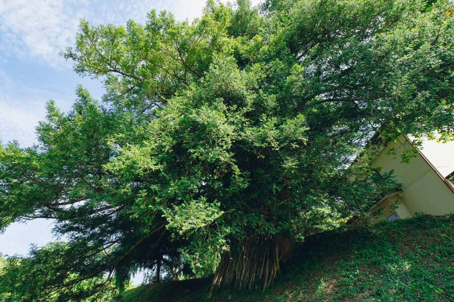 〈完売御礼〉【2本セット・送料無料】naturadistill固有種蒸溜酒、naturadistill山菜アブサン Wild Plants Absinthe