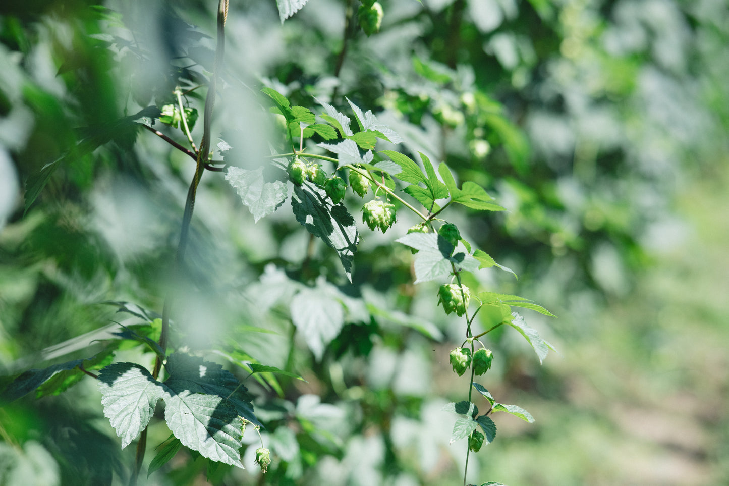 〈予約販売8/26発送〉naturadistill紫蘇忽布蒸溜酒 Shiso Hop GIN