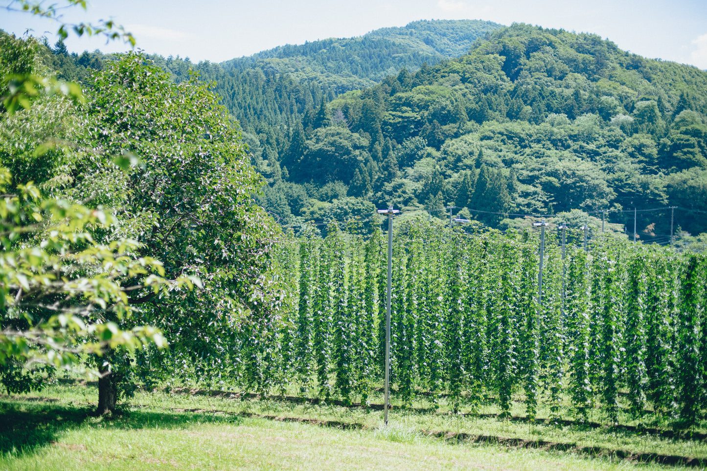 〈予約販売8/26発送〉naturadistill紫蘇忽布蒸溜酒 Shiso Hop GIN