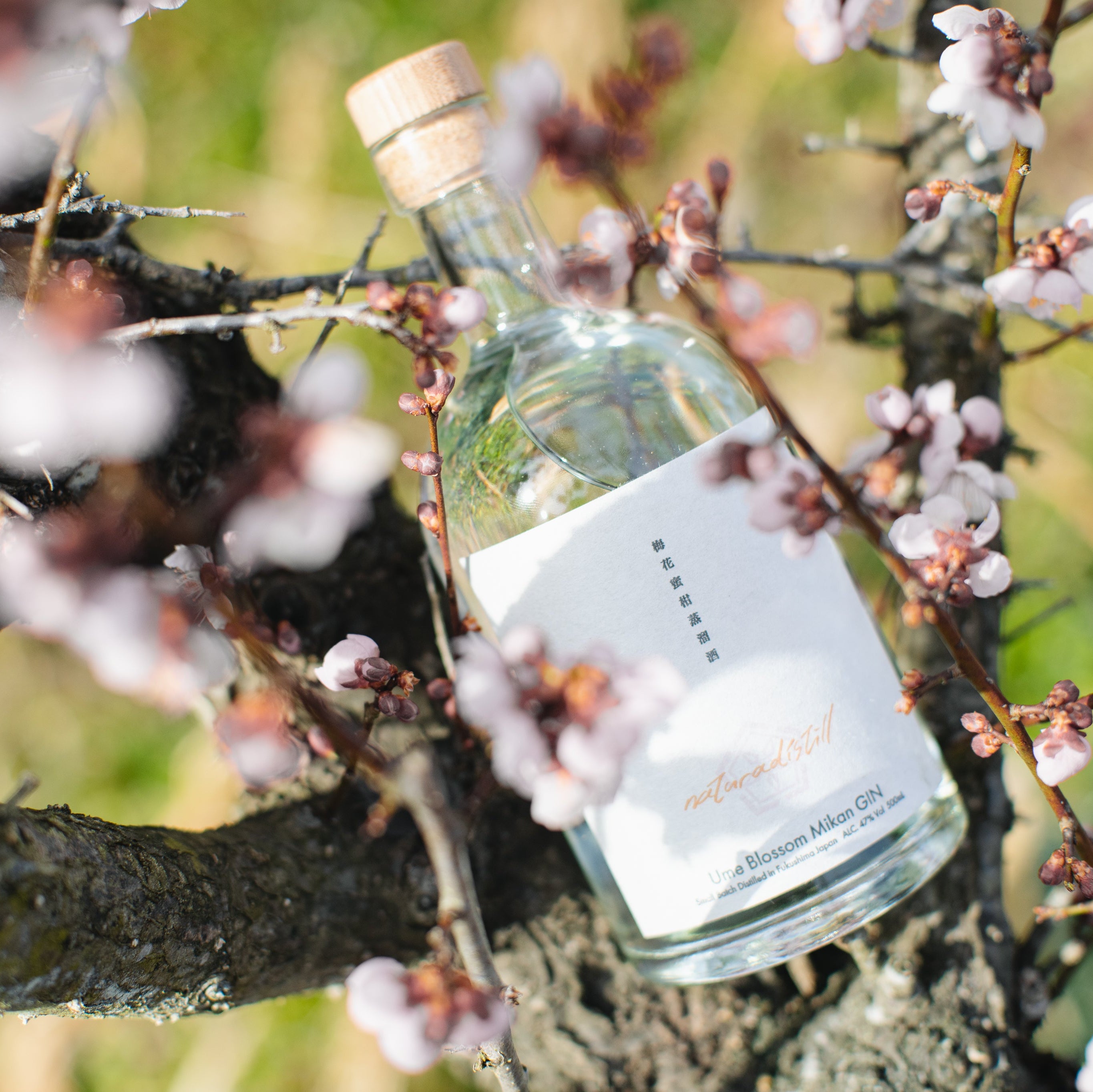 naturadistill梅花蜜柑蒸溜酒 Ume blossom Mikan GIN – naturadistill