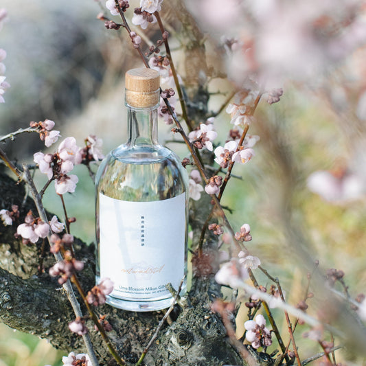 予約販売4/14発送 naturadistill梅花蜜柑蒸溜酒 Ume blossom Mikan GIN