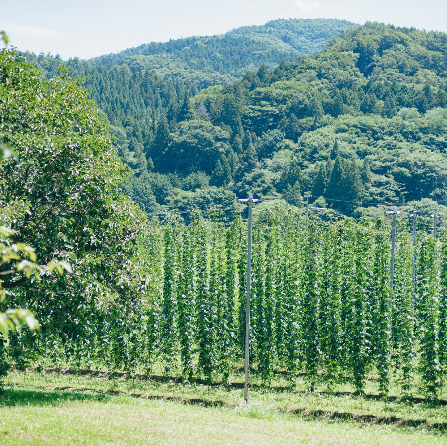 naturadistill紫蘇忽布蒸溜酒 Shiso Hop GIN