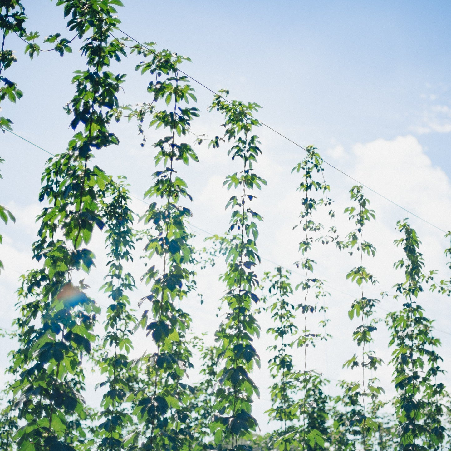 naturadistill紫蘇忽布蒸溜酒 Shiso Hop GIN